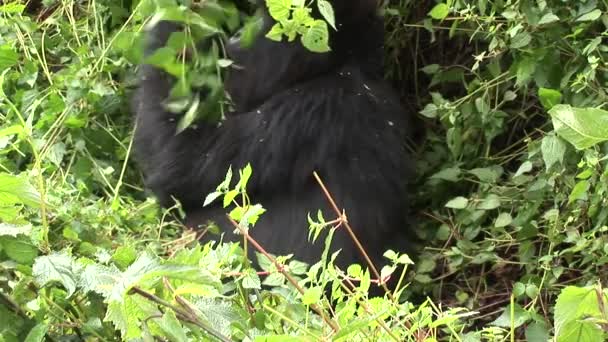 Wild Gorilla Rwanda tropical Forest — Stock Video