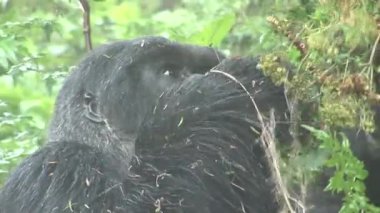 Vahşi goril Ruanda tropikal orman 