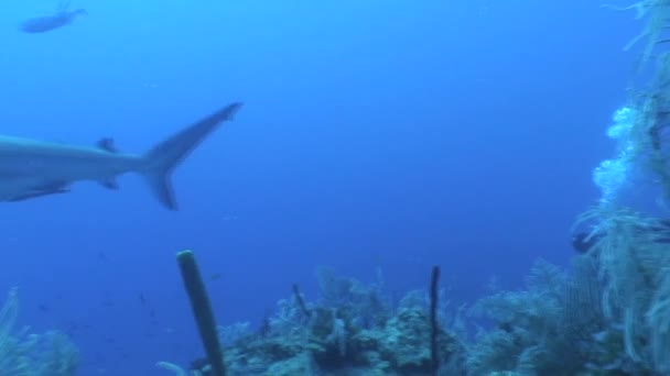 Опасные акулы подводное видео Куба Карибское море — стоковое видео