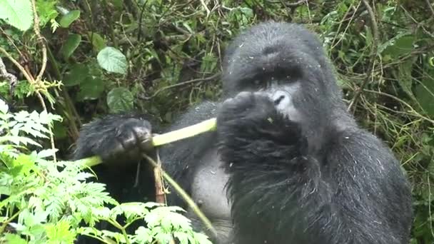 Wild Gorilla Rwanda tropisch woud — Stockvideo