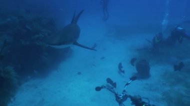 Tehlikeli köpekbalığı sualtı Video Küba Karayip Denizi