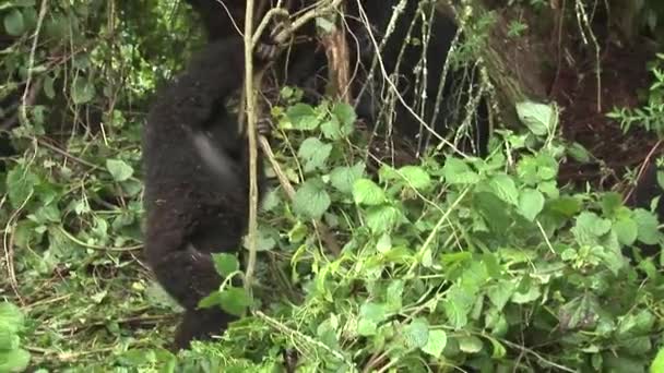 Bosque tropical salvaje gorila Ruanda — Vídeo de stock