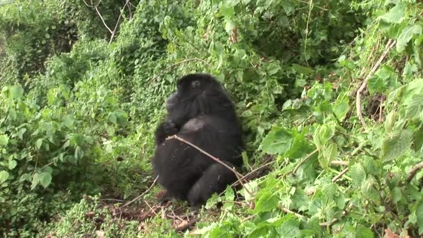 Divoké gorily Rwanda tropický prales 