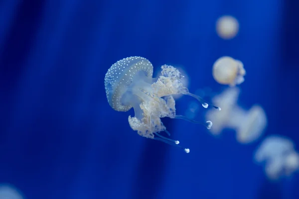 Méduses méduses méduses plongée sous-marine photo egypte mer rouge — Photo