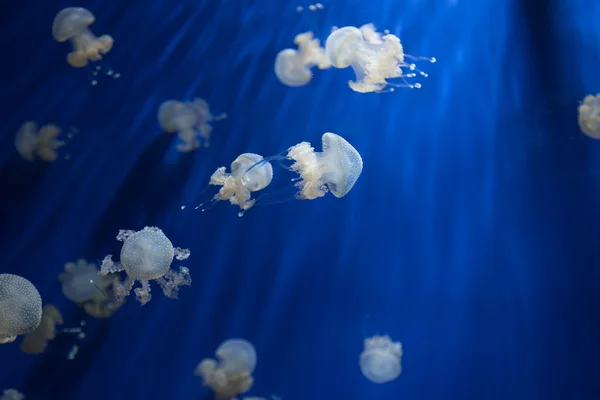 Medusa jellyfish underwater diving photo egypt red sea — Stock Photo, Image