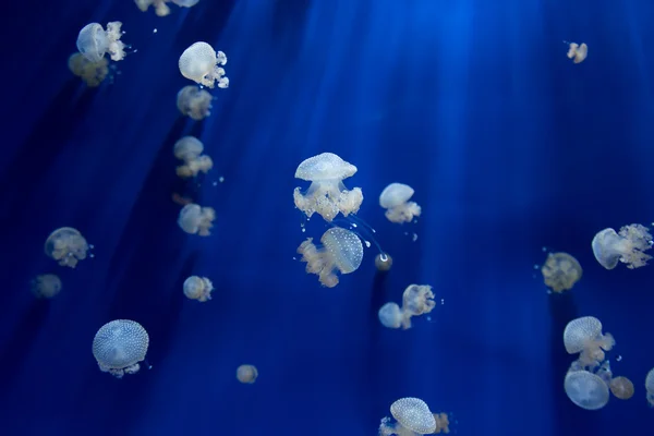 Medusa jellyfish underwater diving photo egypt red sea — Stock Photo, Image