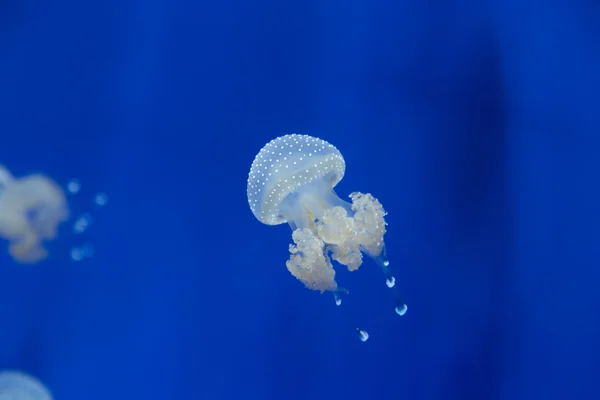 Medusa jellyfish underwater diving photo egypt red sea — Stock Photo, Image