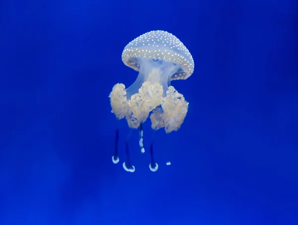 Méduses méduses méduses plongée sous-marine photo egypte mer rouge — Photo