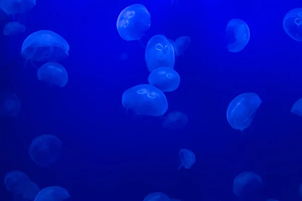 Medusa medusa medusa submarino buceo foto egipto rojo mar —  Fotos de Stock