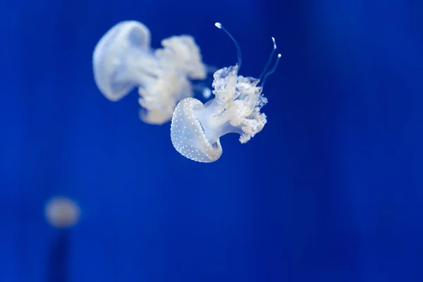 Méduses méduses méduses plongée sous-marine photo egypte mer rouge — Photo