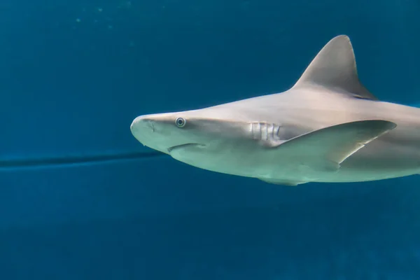 Dangerous Shark Underwater Cuba Caribbean Sea — Stock Photo, Image