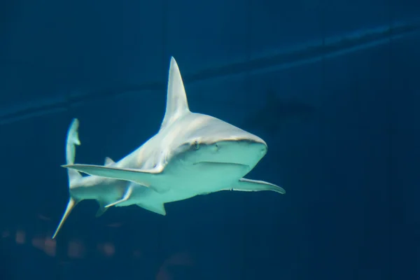 危険なサメ水中キューバ カリブ海 — ストック写真