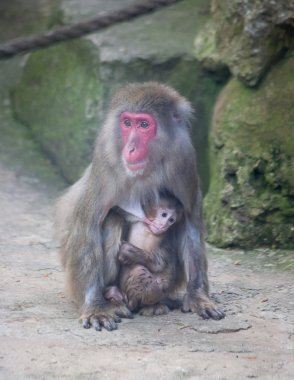 Bebek Maymun anne maymun Hayvanat Bahçesi Afrika memeli hayvan ile