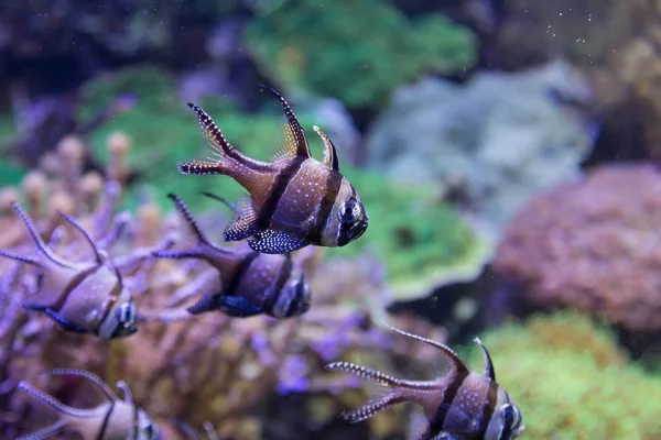 Coral life marine sea diving Underwater world — Stock Photo, Image