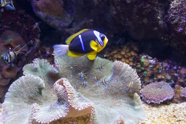 Vida coralina buceo marino mundo submarino —  Fotos de Stock