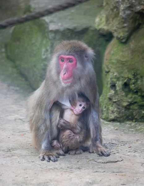 Baby monkey z matka małpa zoo Afryka ssak zwierzę — Zdjęcie stockowe