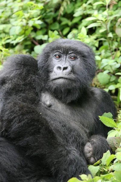 Gorila selvagem animal Ruanda África floresta tropical — Fotografia de Stock