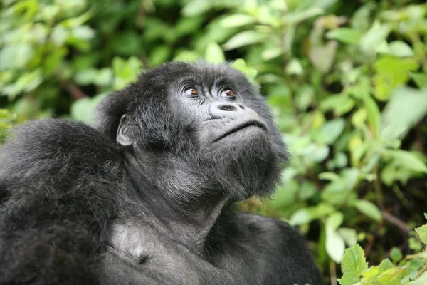 Wild Gorilla animal Rwanda Africa tropical Forest — Stock Photo, Image