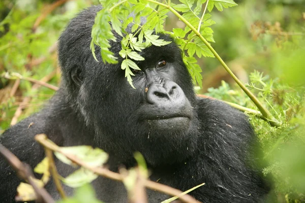 Wild Gorilla animal Rwanda Africa tropical Forest — Stock Photo, Image
