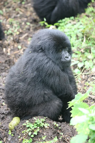 Dzikie zwierzę Gorilla lasów tropikalnych Afryki Rwanda — Zdjęcie stockowe