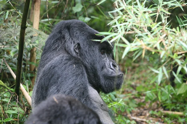 Gorilla vadállat Ruanda Afrika trópusi erdő — Stock Fotó
