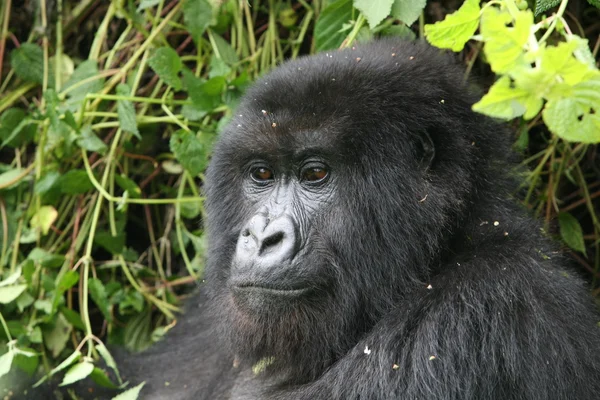 Wilder Gorilla Tier Ruanda Afrika Tropenwald — Stockfoto