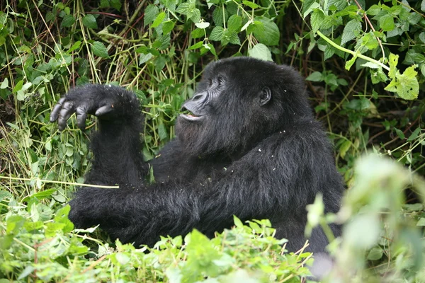 Dzikie zwierzę Gorilla lasów tropikalnych Afryki Rwanda — Zdjęcie stockowe