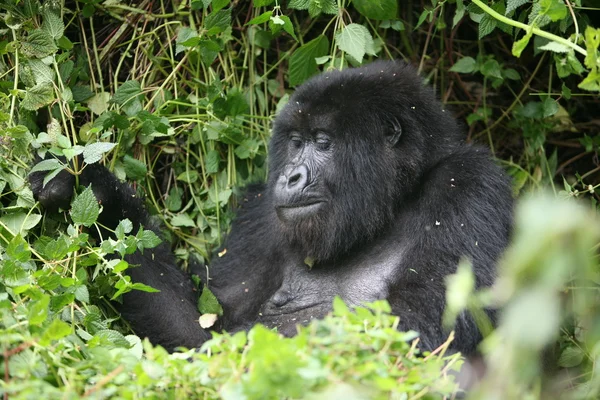 stock image Wild Gorilla animal Rwanda Africa tropical Forest 