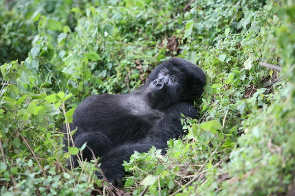 Gorila salvaje Rwanda Africa tropical Forest — Foto de Stock