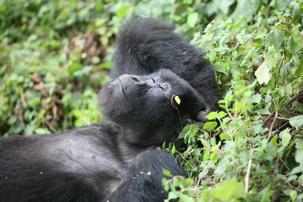 Gorilla selvatica animale Ruanda Africa foresta tropicale — Foto Stock