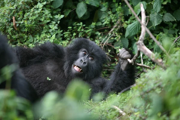 Gorila salvaje Rwanda Africa tropical Forest — Foto de Stock