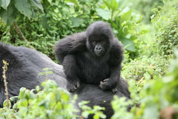 Gorila selvagem animal Ruanda África floresta tropical — Fotografia de Stock