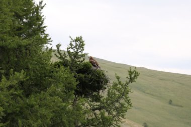 Altay bölgesi Rusya dağ manzaraları