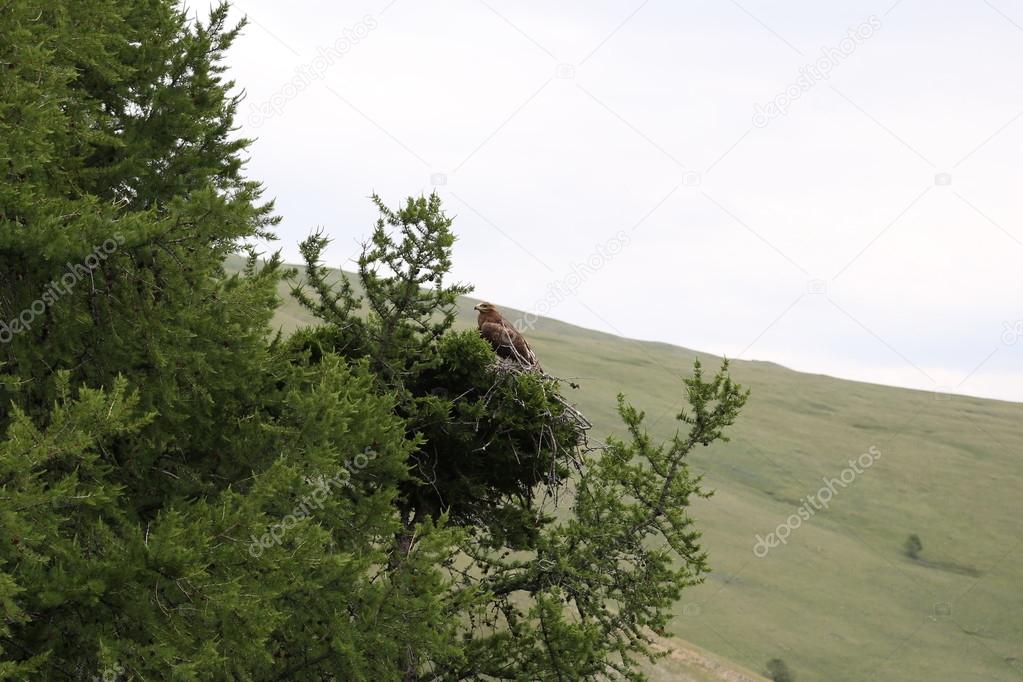 Altai region Russia mountain landscapes