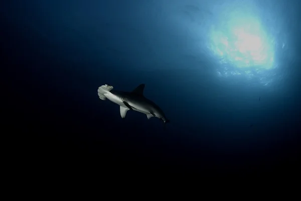 Опасная большая картина подводного плавания акул — стоковое фото