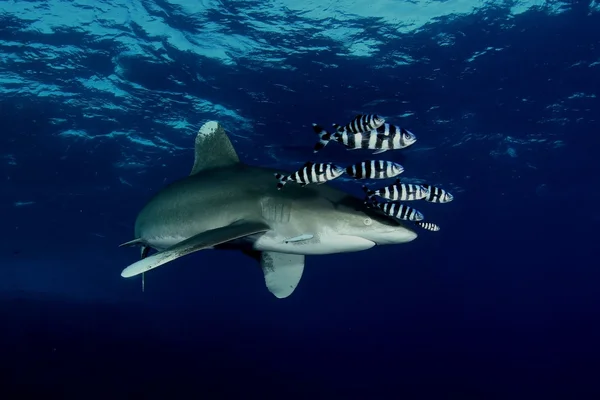 Veszélyes nagy cápa búvárkodás safari vadon élő tengeri kép — Stock Fotó