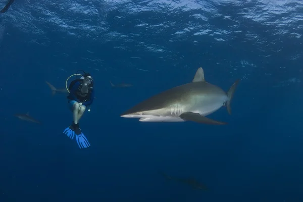 Dangerous big Shark diving safari wild  sea picture — Stock Photo, Image