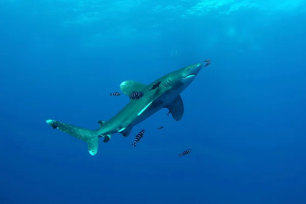 Dangerous big Shark diving safari wild  sea picture — Stock Photo, Image