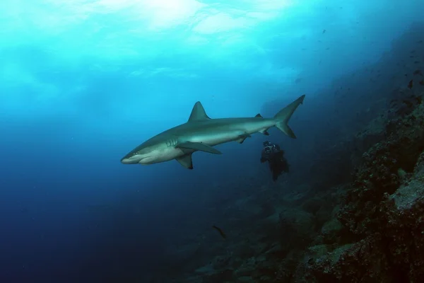Perigoso grande tubarão mergulho safari selvagem mar imagem — Fotografia de Stock