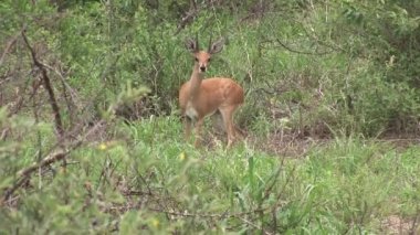 Afrika Botsvana Savannah vahşi antilop 