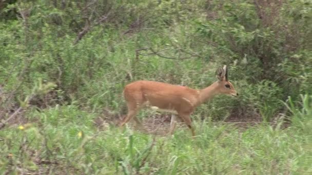 Wilde Antilope in afrikanischer Botswana-Savanne — Stockvideo