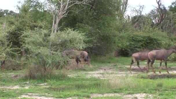Vilda antilop i afrikanska Botswana savannah — Stockvideo