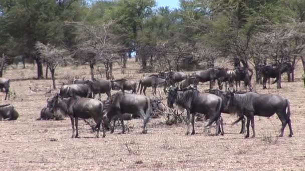 Dzikich antylop w Botswana afrykańskiej sawanny — Wideo stockowe