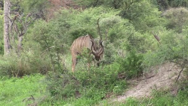 Antilope sauvage dans la savane africaine du Botswana  