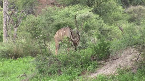 Wild Antelope in Botswana van de Afrikaanse savanne — Stockvideo