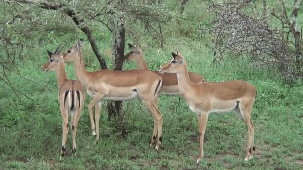 Vilda antilop i afrikanska Botswana savannah — Stockvideo