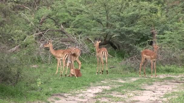 Divoká antilopa v africké Botswaně savannah — Stock video