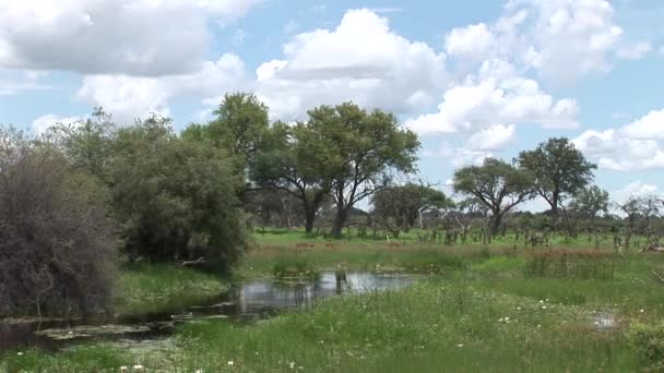 Wilde Antilope in afrikanischer Botswana-Savanne — Stockvideo