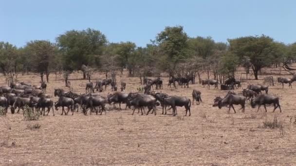 Dzikich antylop w Botswana afrykańskiej sawanny — Wideo stockowe