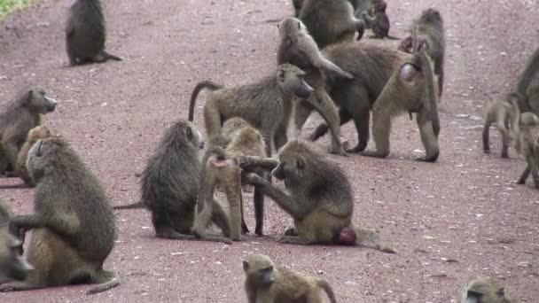 Wild Baboon Monkey i afrikanska Botswana savannah — Stockvideo